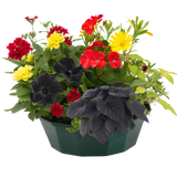 7 Colour Coordinated Plants - Brilliant Bling Theme Speedplanter, Garden Ready