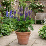 1 Lupin Manhattan Lights Hardy Perennial Plant, Summer Flowering Outdoor Garden Ready, 3L Root Ball