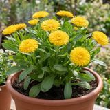 1 Calendula Fiesta Yellow Pot Marigold Plant, Spring & Autumn Bedding, Pollinator Friendly, 2 Litre Root Ball