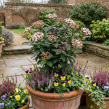 Set of 3 or 6 Viburnum Tinus Gwenllian Hardy Evergreen Flowering Shrub Plants, Winter Flowering Hedge, Outdoor Garden Ready, 11cm Root-Ball