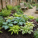 Set of 3 or 6 Large Hosta Growers' Mix Plants, Outdoor Garden Ready Hardy Shade Perennials, 1 Litre Root Ball
