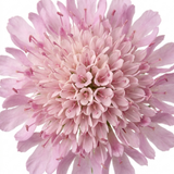 1 Scabious Pink Mist Pincushion Flower, Hardy Perennial for Cottage Garden, 2 Litre Root-Ball