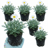 Set of 3 or 6 Rhodanthemum ‘Casablanca’ Hardy Perennial Moroccan Daisy Plants, White Flowering, Outdoor Garden Ready, 1 Litre Root-Ball