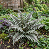 Set of 3 or 6 Japanese Painted Fern Athyrium Pewter Lace Plants, Hardy Shade Perennial, 1 Litre Root Ball