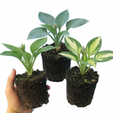Set of 3 or 6 Large Hosta Growers' Mix Plants, Outdoor Garden Ready Hardy Shade Perennials, 1 Litre Root Ball