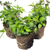 Set of 3 or 6 Large Plants - Nemesia Nuvo Purple Bicolour, Ready to Plant in Your Garden