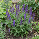 1 Salvia East Friesland Perennial Plant, Bee Friendly Purple Flowers, Garden Ready, 17cm/2L Root Ball