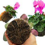Cyclamen Flame Deep Rose