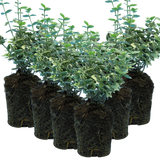 Set of 3 or 6 Euonymus Emerald Gaiety Variegated Hardy Evergreen Shrubs Outdoor Garden Ready Low Maintenance Ground Cover Plants 1 Litre Root Ball