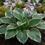 Set of 3 or 6 Large Hosta Plants - Francee Plantain Lily, Ready to Plant in Your Garden, 1L
