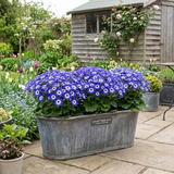1 Large Bedding Plant - Senetti Magic Blue, Outdoor Garden Ready, 2L Pot