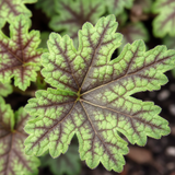 Heuchera Tapestry