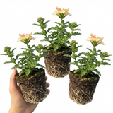 Set of 3 or 6 Verbena Magelana Peach Trailing Plants, Summer Bedding Flowers, Hanging Basket & Garden Ready, 10.5cm Root Ball