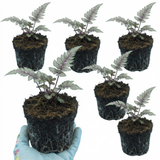 Set of 3 or 6 Japanese Painted Fern Athyrium Pewter Lace Plants, Hardy Shade Perennial, 1 Litre Root Ball