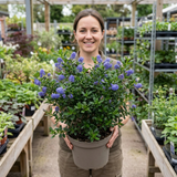 1 Ceanothus Cool Blue Plant, Hardy Blue Flowering Evergreen Shrub, California Lilac, 3 Litre Root Ball