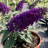 1 Buddleia Black Knight Plant, Purple Butterfly Bush, Hardy Outdoor Garden Shrub, 2L Root-Ball