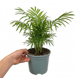 1 Parlour Palm Chamaedorea Elegans, Pet Safe Low Light Indoor Houseplant, Live, 17cm Root Ball