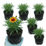 Set of 3 or 6 Coreopsis Uptick Gold Bronze Hardy Perennial Plants, Bee Friendly Summer Flowering, 1 Litre Root Ball