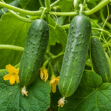 1 Cucumber Tasty Green Plant, Grow Your Own Fresh Cucumbers, Garden Ready, 2 Litre Root Ball