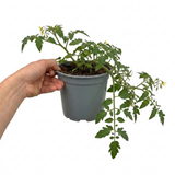 1 Tumbling Tom Yellow Cherry Tomato Plant, Patio Trailing, Outdoor Garden Ready, 2 Litre Root Ball