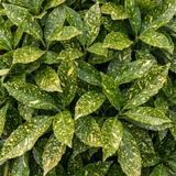 1 Aucuba Japonica Variegata Spotted Laurel Plant, Shade Loving Hardy Evergreen Shrub, 2 Litre Root Ball