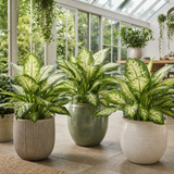 Dieffenbachia Camilla Variegated Dumb Cane, Indoor Houseplant, 12cm Pots