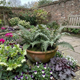 Set of 3 or 6 Dryopteris Atrata Wood Fern Plants, Hardy Evergreen Perennial Ferns for Shade, Outdoor Garden Ready, 1 Litre Root-Ball