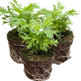 Set of 3 or 6 Large Plants - Argyranthemum Madeira Yellow, Outdoor Garden Ready