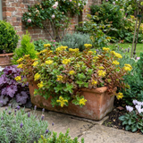Set of 3 or 6 Sedum Oreganum Stonecrop Plants, Hardy Perennial, Bee Friendly Ground Cover, Outdoor Garden Ready, 1 Litre / 11cm Root-Ball