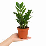 ZZ Plant Zamioculcas Zamiifolia, Indoor Houseplant, 12cm 1 Litre Pots