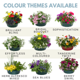 7 Colour Coordinated Plants - Effortless Chic Theme Speedplanter, Garden Ready