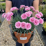 1 Cottage Pink Dianthus Pink Celebration, Fragrant Hardy Perennial Outdoor Garden Plant, 5L Root-Ball