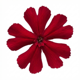 Set of 3 or 6 Lychnis Atrosanguinea ‘Rose Campion’ Hardy Cottage Garden Perennial Plants, Summer Flowering, Outdoor Garden Ready, 1 Litre Root-Ball