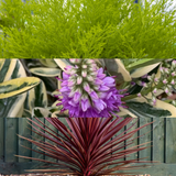 Set of 3 or 6 Container Middles Plants - Cupressus Wilma, Cordyline Red Star & Hebe Varigata