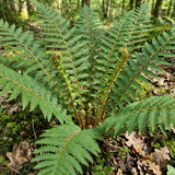 Set of 3 or 6 Dryopteris affinis Montana Male Fern Hardy Evergreen Perennial Plants, Shade Loving Garden Plant, 1L Root Ball