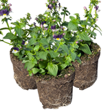 Set of 3 or 6 Large Plants - Nemesia Nuvo Blue Bicolour, Ready to Plant in Your Garden