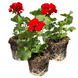 Geranium Toscana Senna