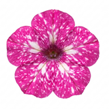 1 Grape Vitis Supernova Pink Plant, Outdoor Hardy Grape Vine for Garden, 3 Litre Root-Ball