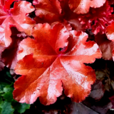 Heuchera Boysenberry