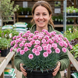 1 Cottage Pink Dianthus Pink Celebration, Fragrant Hardy Perennial Outdoor Garden Plant, 5L Root-Ball