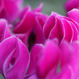 Cyclamen Silver Leaf Magenta 10.5cm