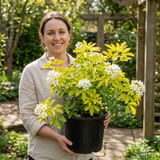 1 Choysia Sundance Plant, Hardy Evergreen Mexican Orange Blossom, 7.5 Litre Root Ball