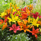 Mixed of 3 or 6 Large, Garden-Ready Lily Plants - Orange, Red & Yellow Flower Colours