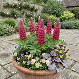 Set of 3 or 6 Lupin Legendary Rose Hardy Perennial Plants, Summer Flowering Cottage Garden Plants, Outdoor Garden Ready, 1 Litre Root-Ball
