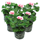 Set of 3 or 6 Large Plants - Garden Ready Pelargonium Toscana Dolce Vita Linus/Smart Splash