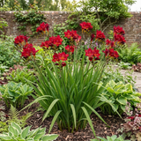 1 Freesia Red River Plant, Hardy Fragrant Perennial, Outdoor Garden Ready, 17cm Root-Ball