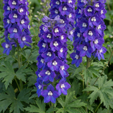 Set of 3 or 6 Delphinium Pacific Giants King Arthur Hardy Perennial Plants, Tall Cottage Garden Flowers, Outdoor Garden Ready, 1 Litre Root-Ball