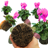 Cyclamen Flame Deep Rose