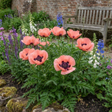 Set of 3 or 6 Papaver Orientale Victoria Louise Hardy Perennial Poppy Plants, Outdoor Garden Ready, 1 Litre Root-Ball