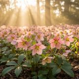 Hellebore Rosemary